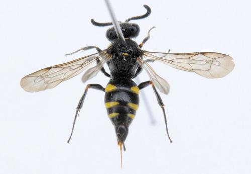 Nysson trimaculatus
